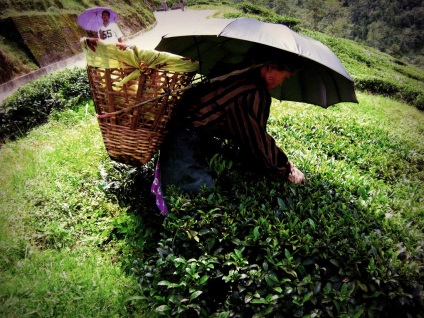 Darjeeling ceai din India