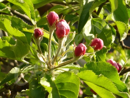 Ceai de frunze de mere