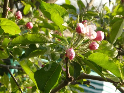 Ceai de frunze de mere