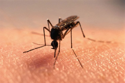 Чим мазати укуси комарів у дітей, як лікувати укуси комах