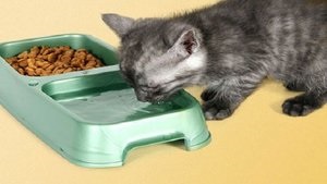 Чим можна і не можна годувати кошеня в 2 місяці огляд домашньої і покупної їжі