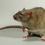 Чим відрізняється миша від щури основні відмінності