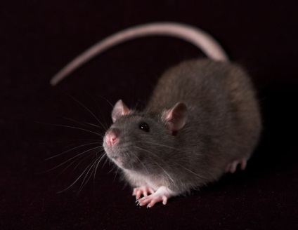 Diferența dintre un șoarece și un șobolan sunt diferențele principale