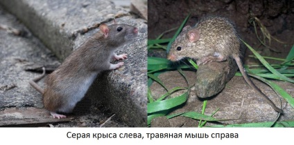 Чим відрізняється миша від щури основні відмінності