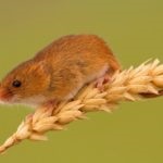Diferența dintre un șoarece și un șobolan sunt diferențele principale