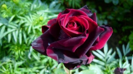 Black Prince Tea hibrid fajta szerelmeseinek sötét rózsa a kertben