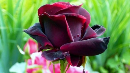 Black Prince Tea hibrid fajta szerelmeseinek sötét rózsa a kertben
