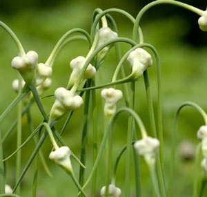 Usturoi plante medicinale