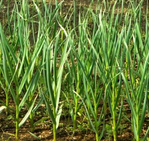 Usturoi plante medicinale