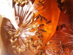 Що являє собою підгодівля бджіл цукровим сиропом на зиму