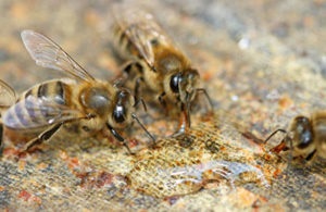 Що являє собою підгодівля бджіл цукровим сиропом на зиму