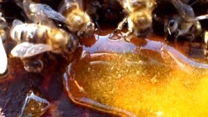 Care este hrana albinelor cu sirop de zahăr pentru iarnă