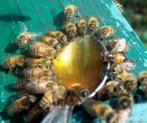 Care este hrana albinelor cu sirop de zahăr pentru iarnă