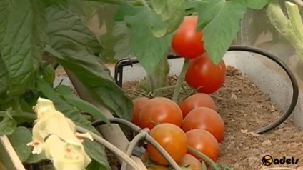 Miracol în agricultura în deșert - 12 fructe și legume noi crescute în Israel