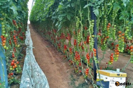 Чудо в пустелі сільське господарство -12 свіжих фруктів і овочів, виведених в Ізраїлі