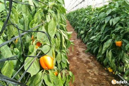 Miracol în agricultura în deșert - 12 fructe și legume noi crescute în Israel