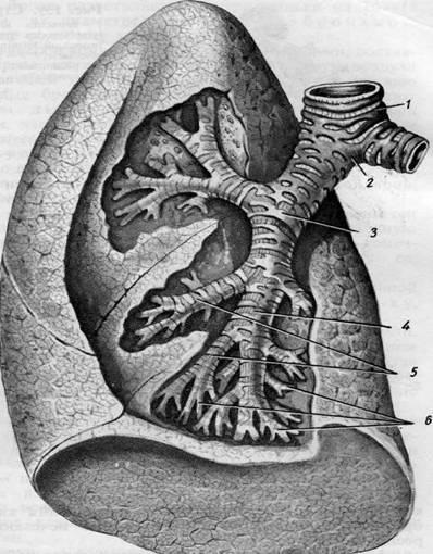 Sentiment de gust și muguri de gust - biologie