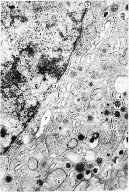 Цитоплазма - основи гістології