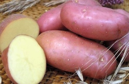 Fotografie de fotografie și descriere a cartofului, îmi plac grădina