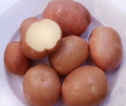 Fotografie de fotografie și descriere a cartofului, îmi plac grădina