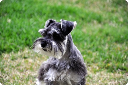 Schnauzer miniatural, poze cu Schnauzeri miniaturali