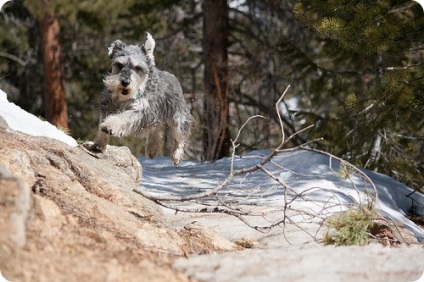 Schnauzer miniatural, poze cu Schnauzeri miniaturali