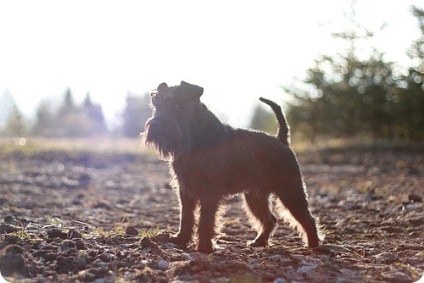 Schnauzer miniatural, poze cu Schnauzeri miniaturali