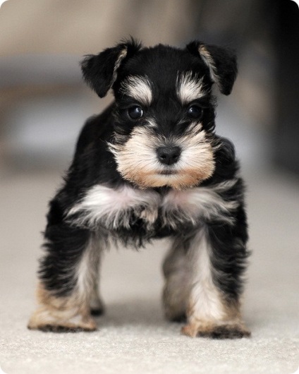 Schnauzer miniatural, poze cu Schnauzeri miniaturali