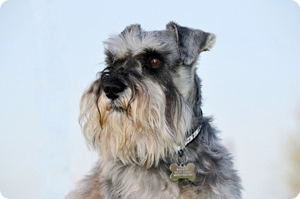 Schnauzer miniatural, poze cu Schnauzeri miniaturali