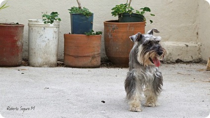 Schnauzer miniatural, poze cu Schnauzeri miniaturali