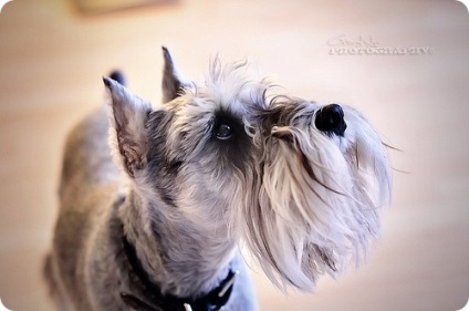 Schnauzer miniatural, poze cu Schnauzeri miniaturali