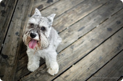 Schnauzer miniatural, poze cu Schnauzeri miniaturali