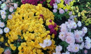 Principiile de bază ale grădinii de flori ale creării, alegerii plantelor