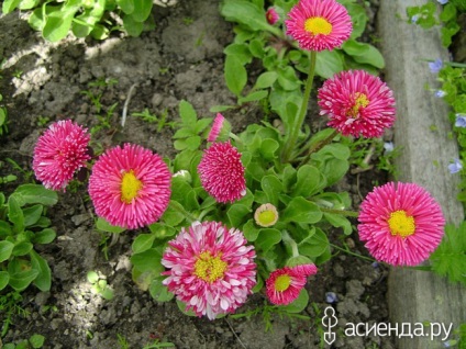 Flower Rainbow Grupuri de flori și paturi de flori