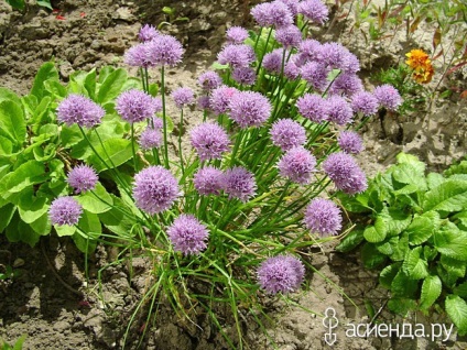 Flower Rainbow Grupuri de flori și paturi de flori