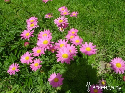 Квіткова веселка група клумби і квітники