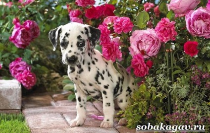 Dalmata (ebben az esetben ez szükséges) dalmata