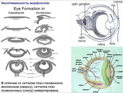 Деградація замість еволюції