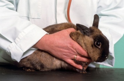 Дітріх »інструкція по застосуванню для кроликів дозування, показання
