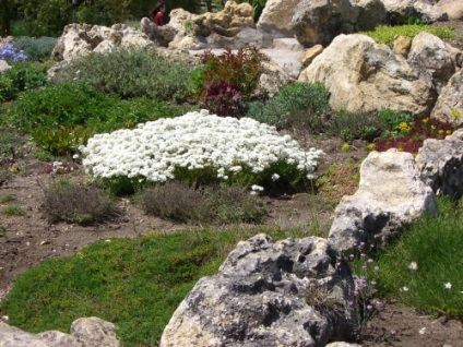 Design de rockeries în varietăți de peisaj și grădină și aranjament