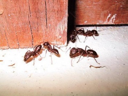 Домашні мурахи - причини появи маленьких непроханих гостей