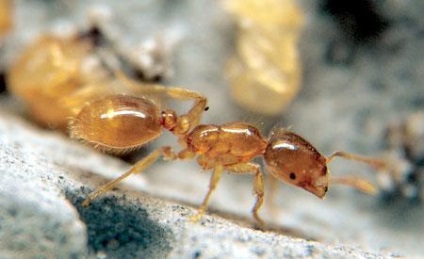Домашні мурахи - причини появи маленьких непроханих гостей