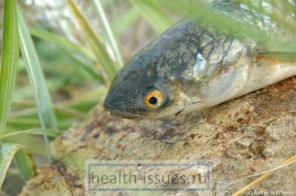 Pelengas pește disponibil fără oase și cu beneficiul purificării inimii și a sângelui, blog despre o imagine sănătoasă