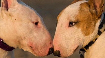 Alimente pentru bull terrier