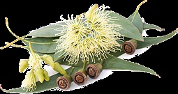 Eucalyptus globulus illóolaj alkalmazó terápiás tulajdonságait, ellenjavallatok, Asper (Asper) Eucalyptus globulus illóolaj alkalmazó terápiás tulajdonságait, ellenjavallatok, Asper