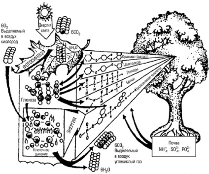 Ecosisteme concept, dezvoltare, dimensiuni