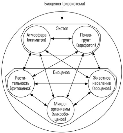 Ecosisteme concept, dezvoltare, dimensiuni