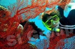 Excursii în snorkeling Phuket în Phuket