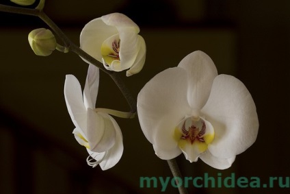 Phalaenopsis fotografie orhidee, tipuri, cum să alegi