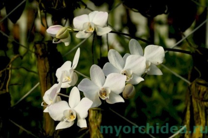 Phalaenopsis fotografie orhidee, tipuri, cum să alegi